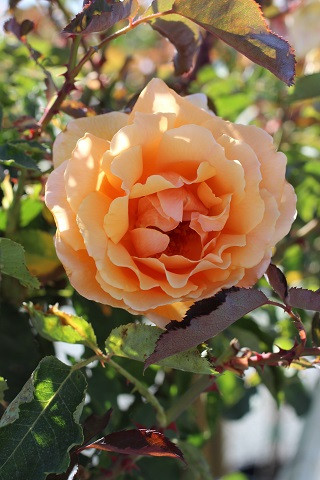 Rosa 'Just Joey' (Hybrid Tea) - Devil Mountain Wholesale Nursery