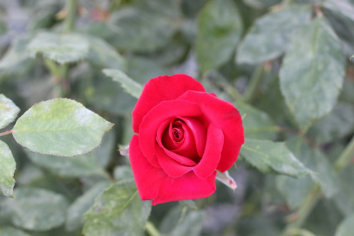 Rosa Olympiad (Hybrid Tea)