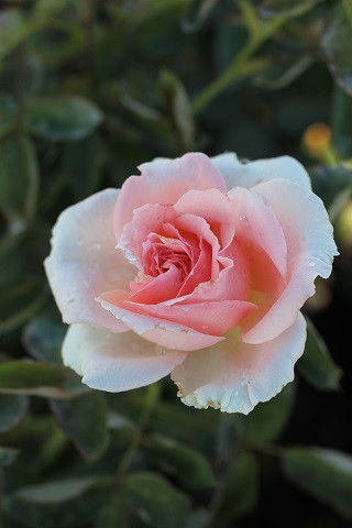 Rosa Pearly Gates (Climbing) - Devil Mountain Wholesale Nursery