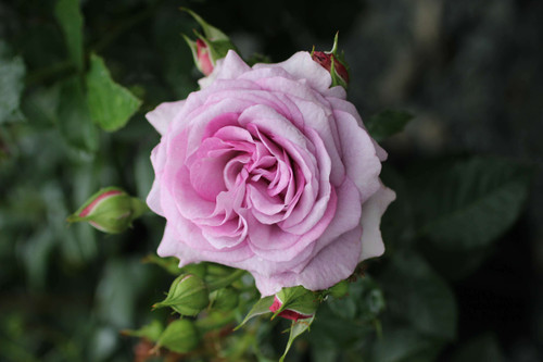 Rosa Violet's Pride (Floribunda)