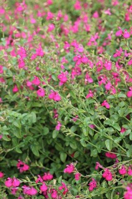 Salvia microphylla Turbulent Sixties 'Berkeley Barb' (greggii type)