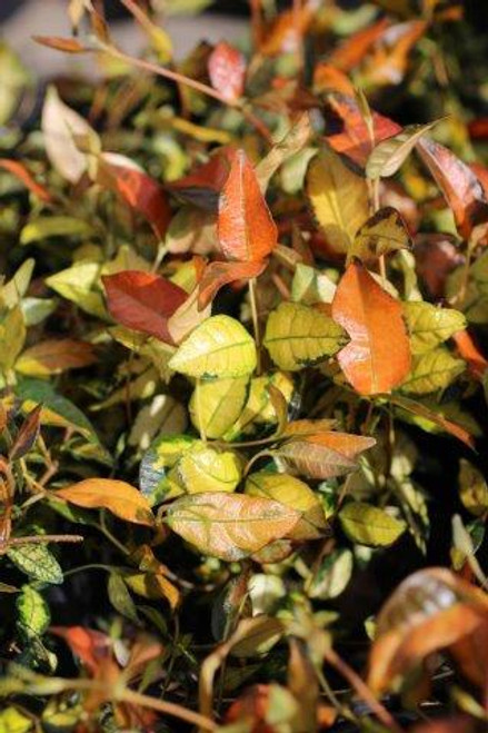 Trachelospermum asiaticum 'Summer Sunset'