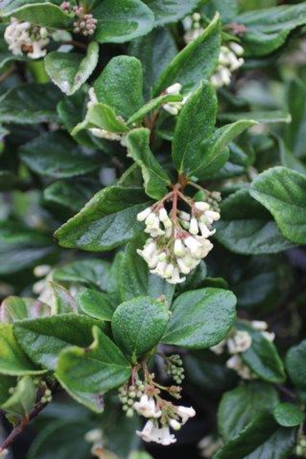 Viburnum suspensum