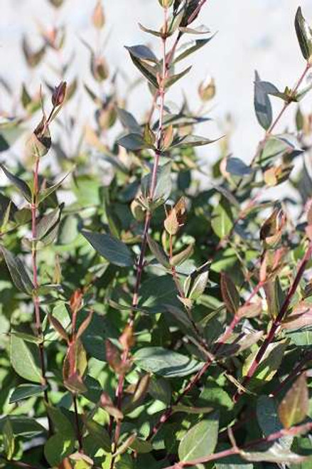 Abelia grandiflora