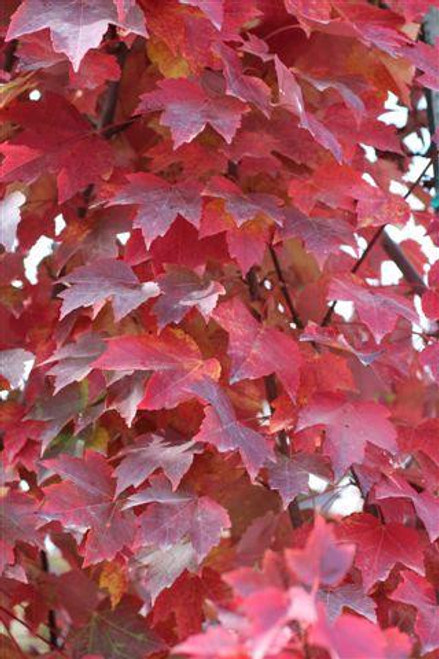 Acer rubrum 'Brandywine'