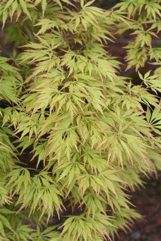 Acer palmatum dissectum 'Tamukeyama' - Devil Mountain Wholesale