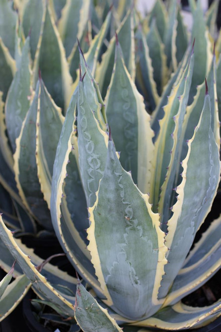 Agave americana var. marginata - Devil Mountain Wholesale