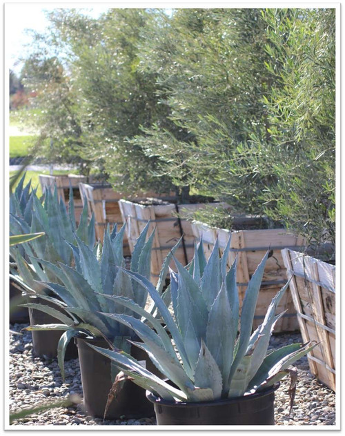 Agave americana - Devil Mountain Wholesale Nursery