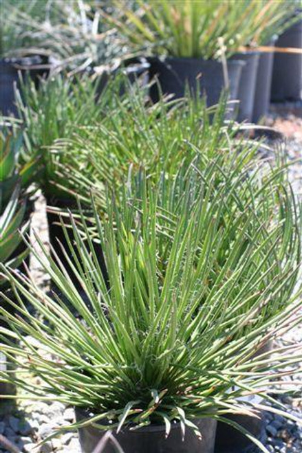 mania　jcラウルストン Agave parryi 'JC Raulston' - Devil Mountain Wholesale Nursery