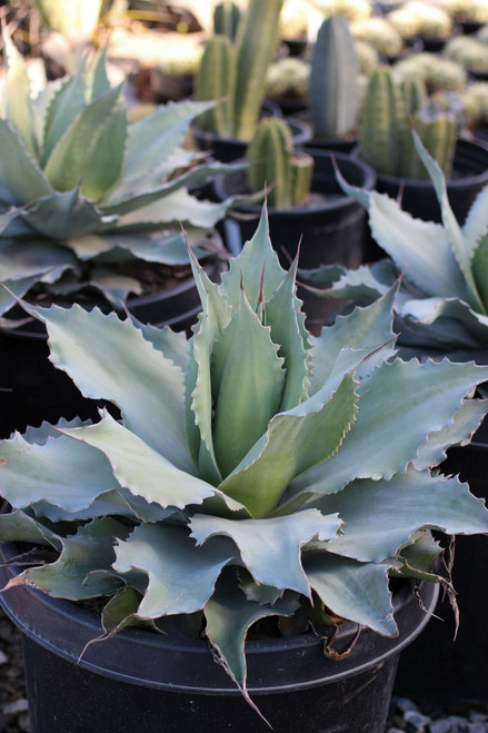 Agave ovatifolia