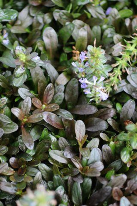 Ajuga reptans 'Chocolate Chip'