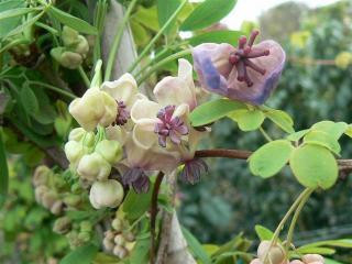 Plant Catalog - Vines - Page 1 - Devil Mountain Wholesale Nursery