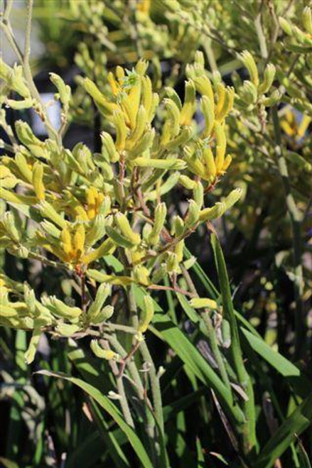 Anigozanthos 'Yellow Gem'