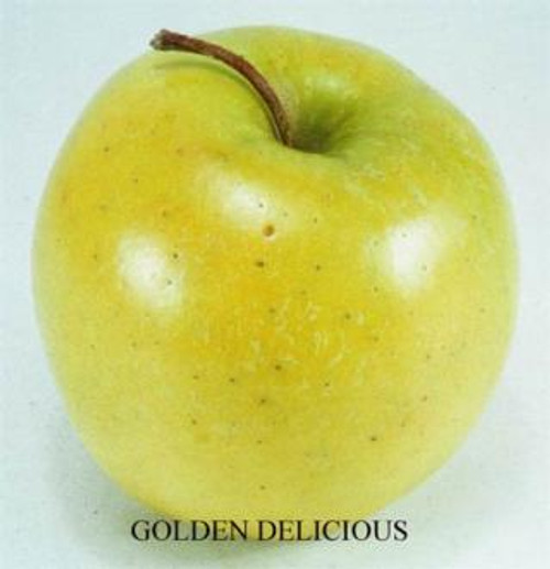 Apple 'Golden Delicious'