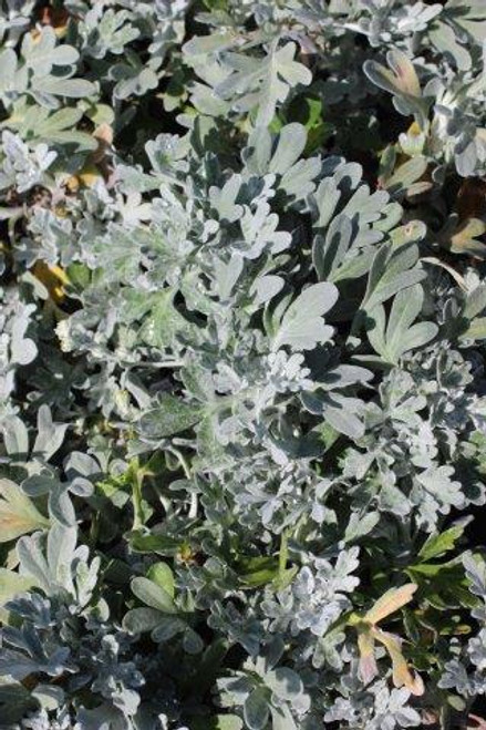 Artemisia stellerana 'Silver Brocade'