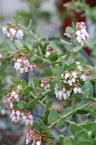Plant Collections - California Natives - Page 14 - Devil Mountain