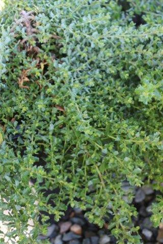 Baccharis pilularis 'Twin Peaks' foliage
