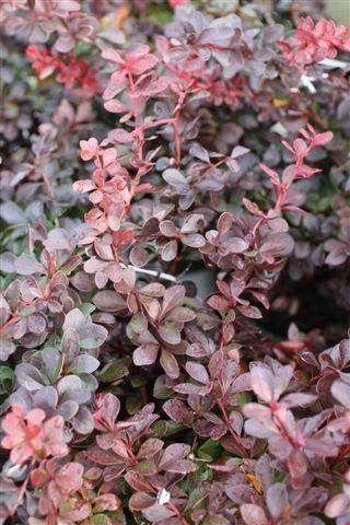 Berberis thunbergii Cherry Bomb - Devil Mountain Wholesale Nursery