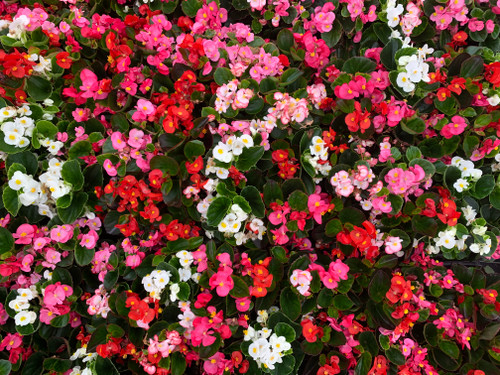 Fibrous Begonia Green Leaf Mix Flower