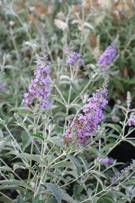 Buddleja 'Lochinch'