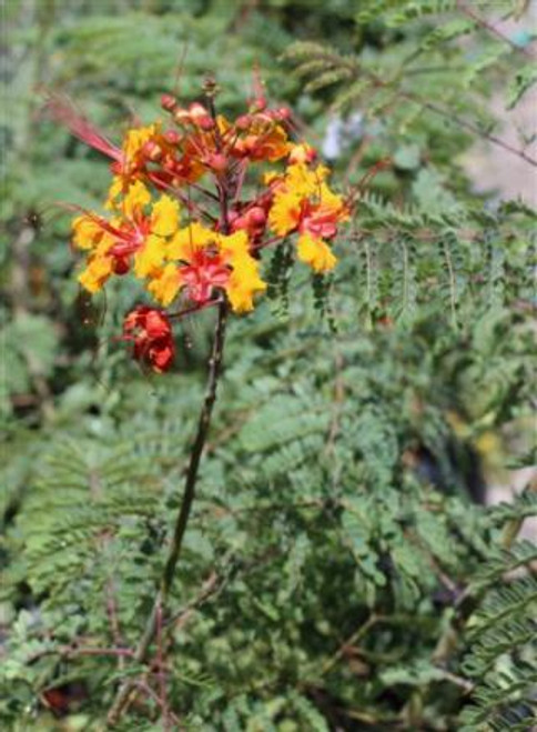 Caesalpinia pulcherrima