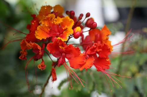 Caesalpinia pulcherrima flower