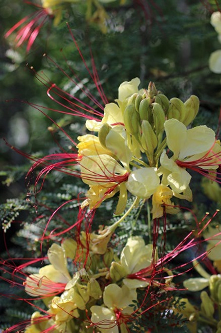 Caesalpinia gilliesii