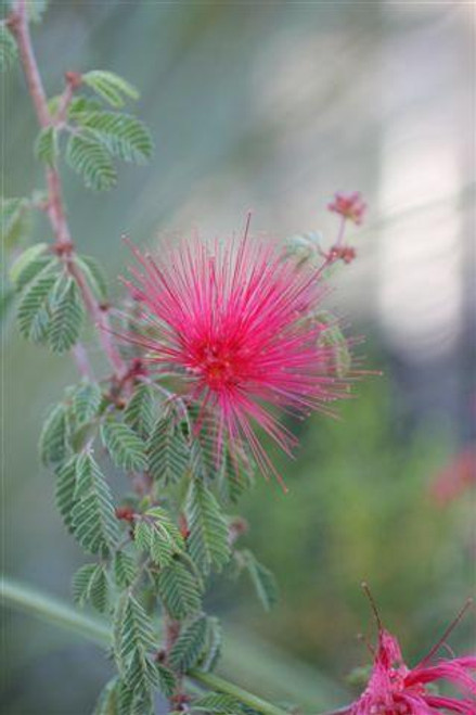 Calliandra 'Sierra Starr'