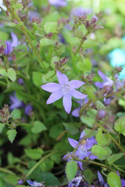 Campanula poscharskyana