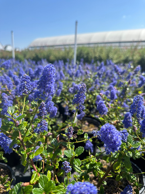 Ceanothus 'Frosty Blue' (Blue/White)