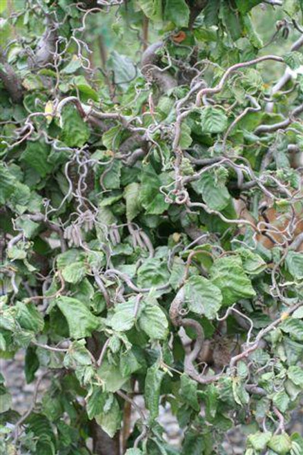 Corylus avellana 'Contorta'