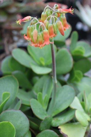 【ALO】ONDINE ORBLANC BOTANICAL BALANCE 9 Cotyledon orbiculata var. oblonga 'Macrantha' - Devil Mountain