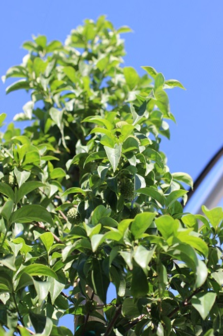 Cornus capitata 'Mountain Moon'