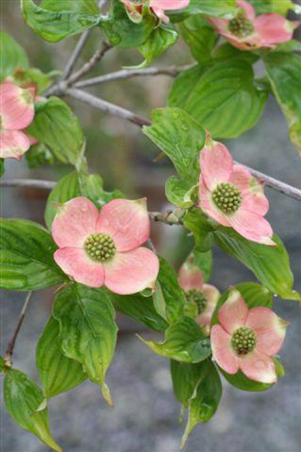 Cornus rutgersensis Stellar Pink