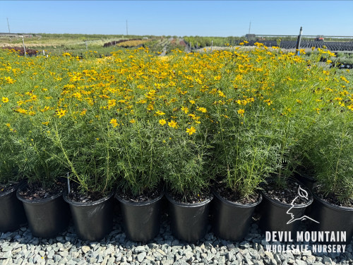 Coreopsis verticillata 'Zagreb' (Yellow)