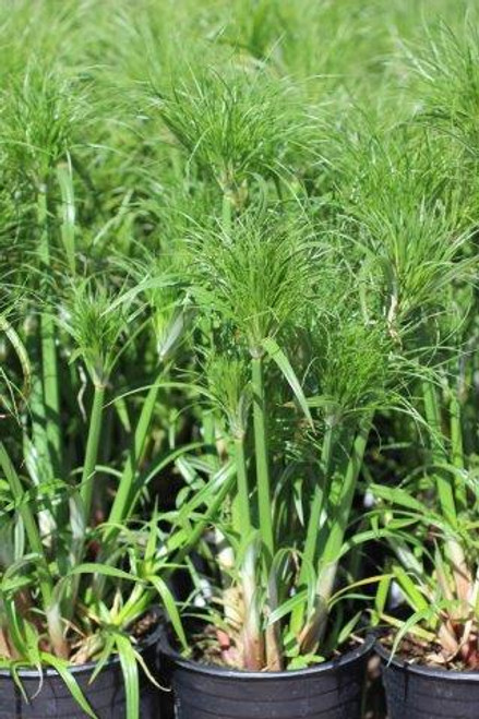 Cyperus papyrus 'Little Tut'