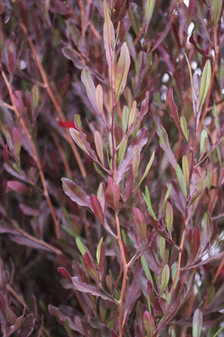 Dodonaea viscosa 'Purpurea' - Devil Mountain Wholesale Nursery