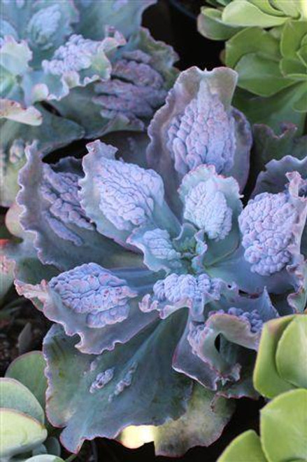 Echeveria 'Gibbiflora Hybrid'