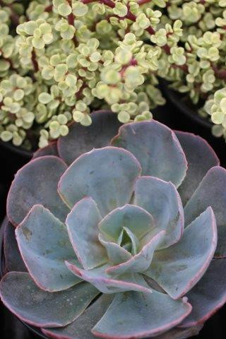 Echeveria 'Blue Sky'
