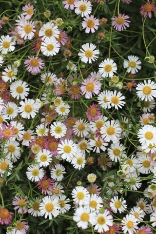 Erigeron karvinskianus flower