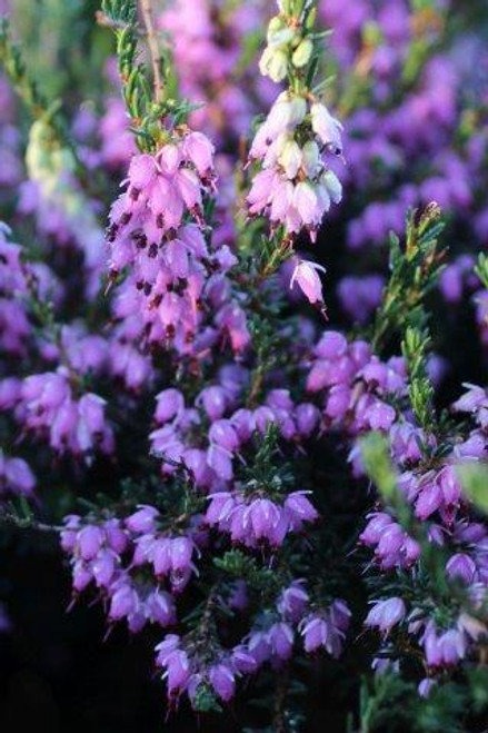 Erica darleyensis 'Ghost Hills'