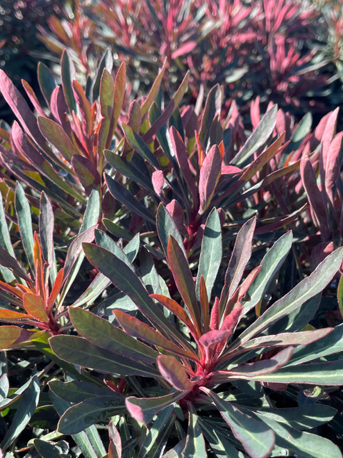 Euphorbia amygdaloides 'Ruby Glow'