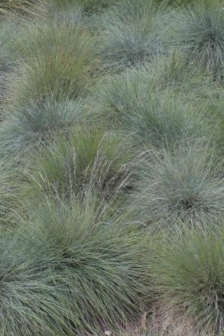 Festuca glauca 'Elijah Blue'