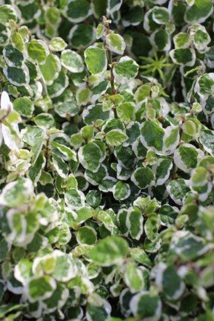 Ficus pumila 'Variegata'