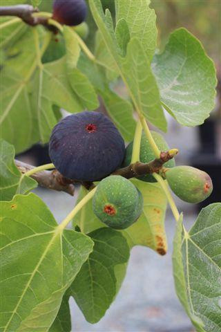 Fig 'White Genoa' - Devil Mountain Wholesale Nursery