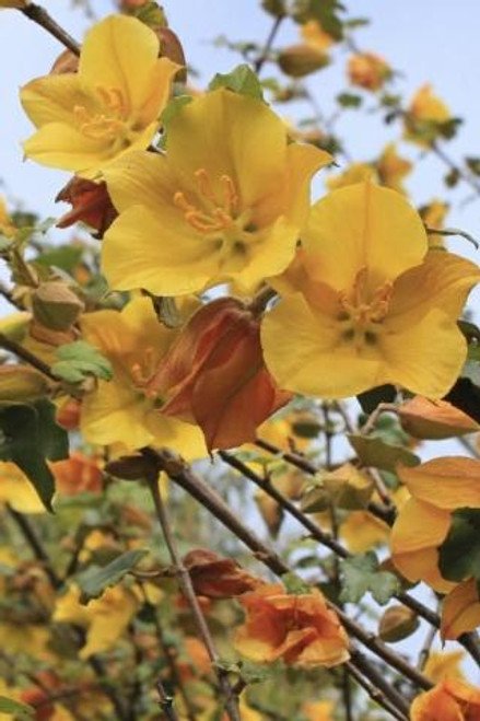 Fremontodendron californicum