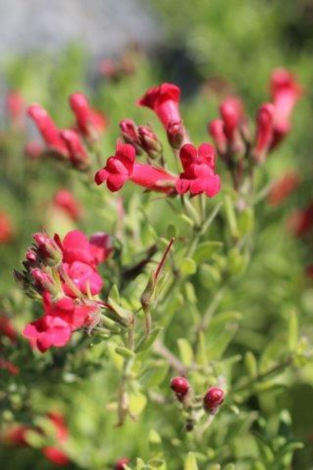 Galvezia speciosa 'Firecracker'