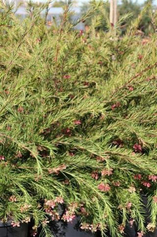 Grevillea 'Canberra Gem' - Devil Mountain Wholesale Nursery