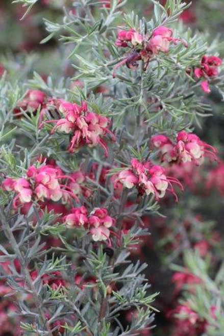 Grevillea lavandulacea 'Penola'