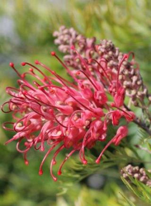 Grevillea 'Robyn Gordon'